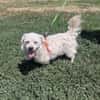Toller Pekingesen Mix sucht Zuhause