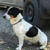 Liebenswerte Peggy wartet