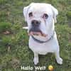 Tequila -  sucht seine Boxermenschen