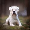Tequila -  sucht seine Boxermenschen