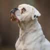 Tequila -  sucht seine Boxermenschen