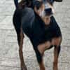 Tequila, Zwergpinscher, 6 Jahre