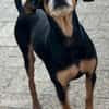 Tequila, Zwergpinscher, 6 Jahre