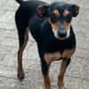 Tequila, Zwergpinscher, 6 Jahre