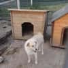 Odin sucht sein Zuhause