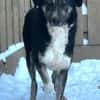 Ringo, Mischlingsrüde, 4 Jahre