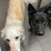 LINA & JONA - Notfall 2er alter Hunde