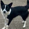 Lucy, Mischlingshündin, 10 Monate