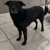 Marley, Mischlingsrüde, 10 Jahre
