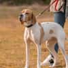 Sissy, Bracke Mix, 3,5 Jahre