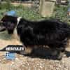 Hercules