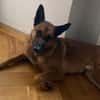 Malinois-Mix ROCKY wartet in 07806 Weira