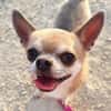 Pepito sucht ein neues Zuhause