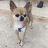 Pepito sucht ein neues Zuhause