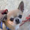Pepito sucht ein neues Zuhause