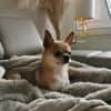 Pepito sucht ein neues Zuhause