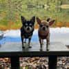 Pepito sucht ein neues Zuhause