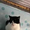 FiV+ Katze Minnie aus dem Tierschutz