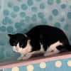 FiV+ Katze Minnie aus dem Tierschutz