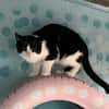 FiV+ Katze Minnie aus dem Tierschutz