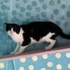 FiV+ Katze Minnie aus dem Tierschutz