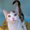 Pamplemousse [Chaton]