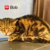 Bob