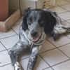 Lillo