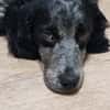 Lillo