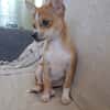 FLASH, chiot mâle type chihuahua (non LOF)