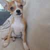 FLASH, chiot mâle type chihuahua (non LOF)