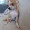 FLASH, chiot mâle type chihuahua (non LOF)