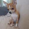 FLASH, chiot mâle type chihuahua (non LOF)