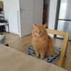 Pavarotti