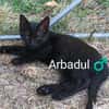 ARBADUL  A RESERVER