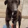 Sensibler ruhiger BLACKY sucht ♥