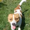 Kimo 💙💙💙 Happy-Home gesucht
