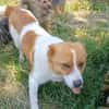 Kimo 💙💙💙 Happy-Home gesucht