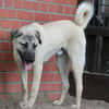 Bulut