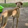 Kiwi unser Zuckermaus sucht DICH...