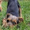 Filou