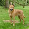 Rico sucht dringend neue Menschen