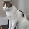 Kater Balou sucht seine tollkühne Crew