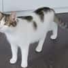 Kater Balou sucht seine tollkühne Crew