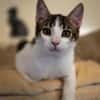 Kater Balou sucht seine tollkühne Crew