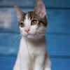 Kater Balou sucht seine tollkühne Crew