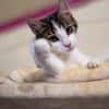 Kater Balou sucht seine tollkühne Crew