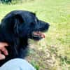 Elmo - sensibler Begleiter sucht Euch