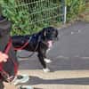 Elmo - sensibler Begleiter sucht Euch