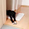 Elmo - sensibler Begleiter sucht Euch